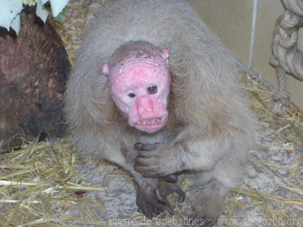 Bald uakari *