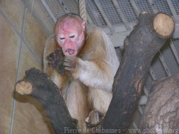 Bald uakari *