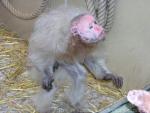 Bald uakari *