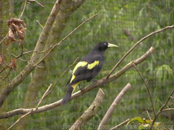 Yellow-rumped cacique