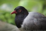 Coral-billed ground-cuckoo