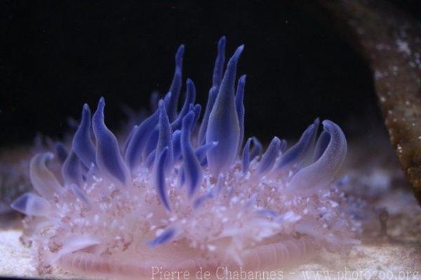 Common upside-down jellyfish