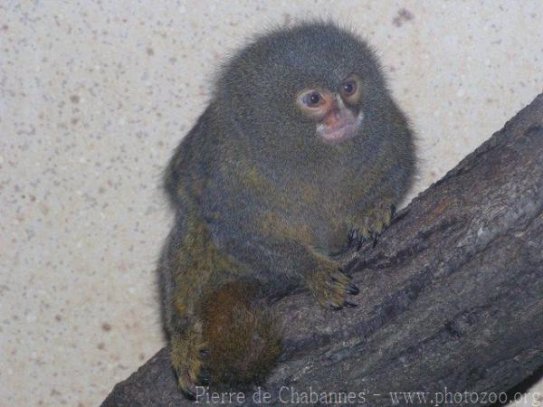 Pygmy marmoset