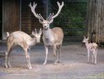 Bukhara red deer