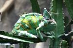 Veiled chameleon