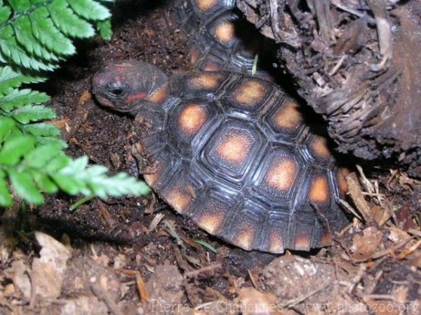 Red-footed tortoise