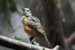 Fawn-breasted bowerbird