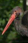 Black stork