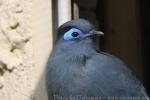 Blue coua