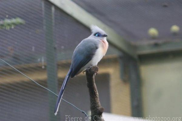 Crested coua