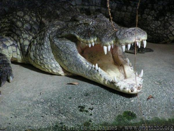 Nile crocodile