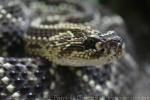 Cascabel rattlesnake