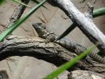 Five-keeled Spiny-tailed Iguana