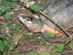 Chinese three-striped box turtle *