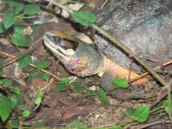 Chinese three-striped box turtle *