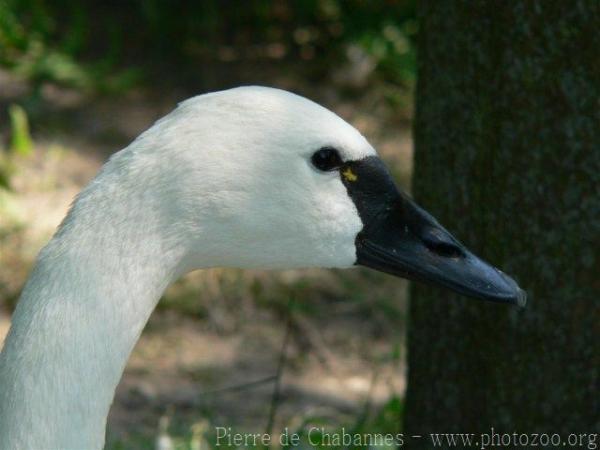 Tundra swan
