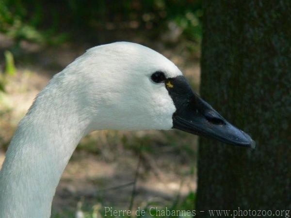 Tundra swan