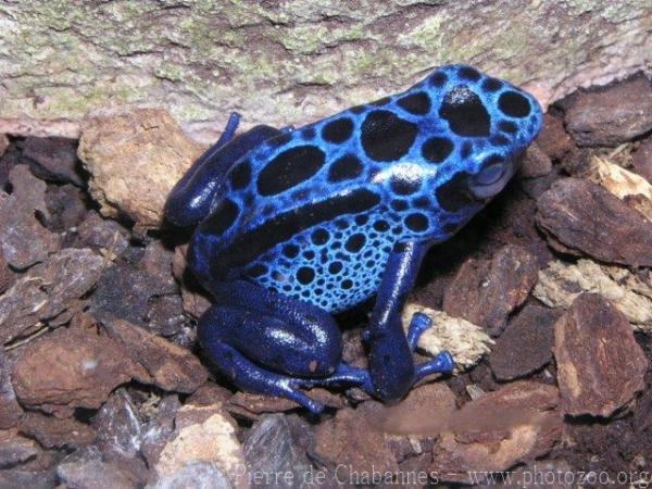 Blue dyeing poison frog