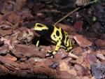 Yellow-headed poison-dart frog