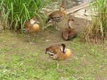 West Indian whistling-duck