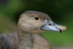 Lesser whistling-duck