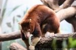 Huon tree kangaroo