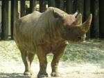 Eastern black rhinoceros