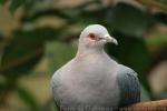 Pinon's imperial-pigeon