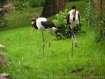 Saddlebill stork