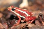 Anthony's poison-arrow frog