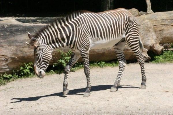 Grévy's zebra