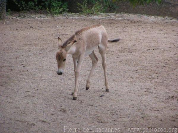 Persian onager