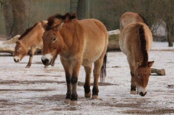 Przewalski's horse