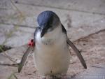 Little penguin *