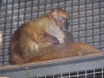 Blue-eyed black lemur