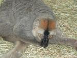 Red-fronted brown lemur