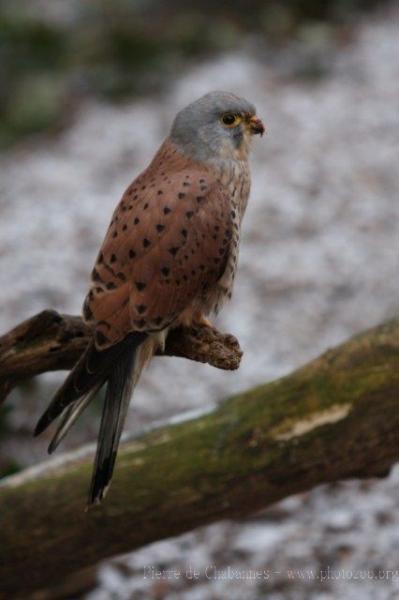 Common kestrel