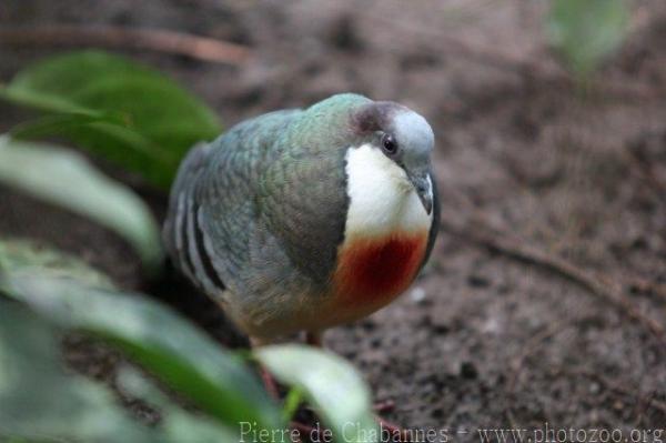 Luzon bleeding-heart