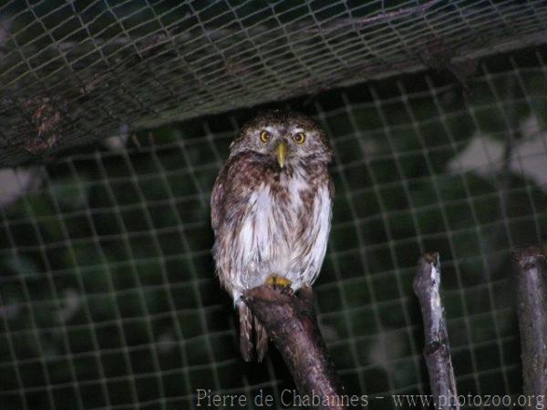 Eurasian pygmy-owl *