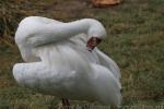 Siberian crane