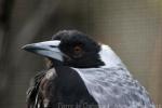 Australian magpie