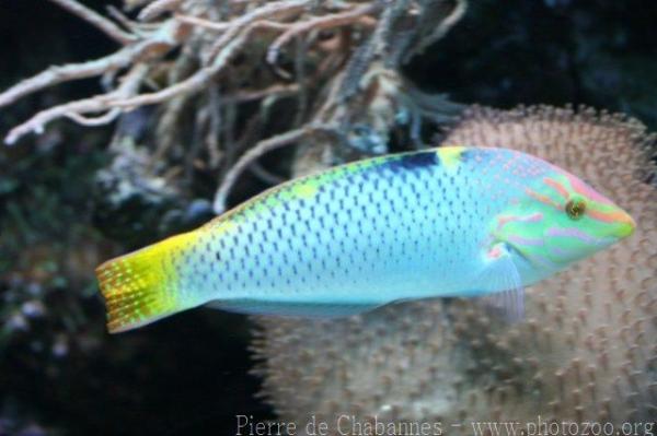 Checkerboard wrasse