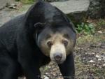 Malayan sun bear