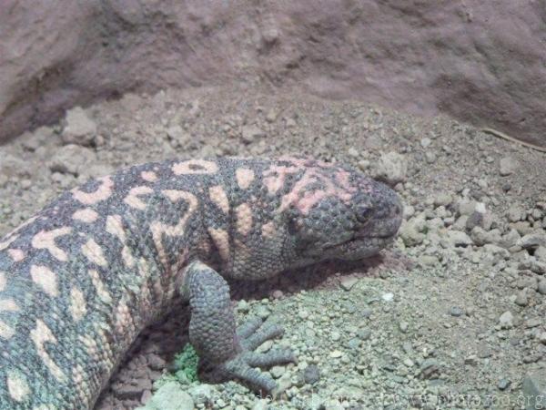 Gila monster