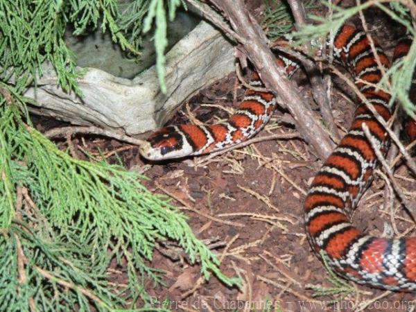 Chihuahua mountain kingsnake