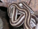 Rosy boa