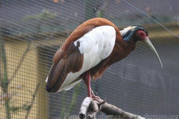 Madagascar crested ibis