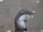 Eurasian otter