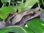 Malayan horned frog