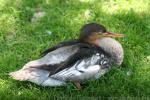 Red-breasted merganser